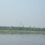 Vraj-Yatra-2014- (595)